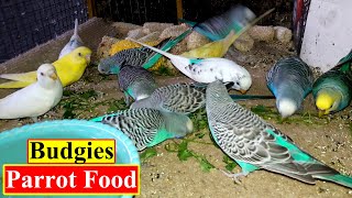 Budgies Parrot Food | Budgie Birds Feeding Video | Birds and Animals Planet