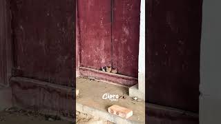 Mira que hacen estos 3 gatitos 🐱