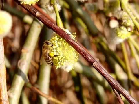 2012-03-16 Frühling