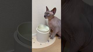 新しい水飲み場ができてご機嫌な猫スルタン【スフィンクス】