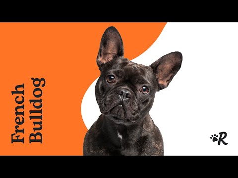 French Bulldog Breed Guide by Rover: Everything About Frenchies