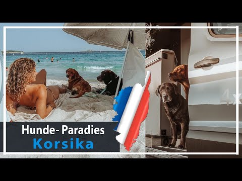 THE perfect travel destination with your dog | Vanlife in Corsica | Chocolate Foxred Labrador Kar...
