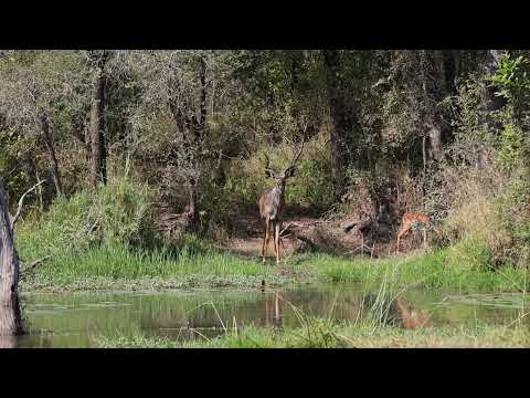 Beautiful Kudu at Lake Panic Hide (May 2024)