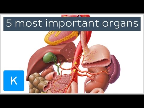 5 most important organs in the Human body - Human Anatomy | Kenhub