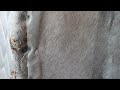 Mattress Belongs to the Bed Bugs in Long Branch, NJ
