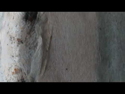 Mattress Belongs to the Bed Bugs in Long Branch, NJ