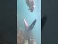 Distortus Rex Versus Colossal Mosasaurus Jurassicworldrebirth Halloween Ocean Dinosaur