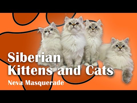 Playing with Siberian Cats and Kittens - Neva Masquerade