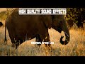 High Quality Sound Effects Elephant Growl Low