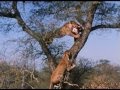 John Varty Shows Hunt Where Lion Scavenge Leopard Kill