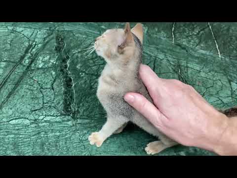 Life of a Cat Among the Sadhus of Chakratirtha Ashram