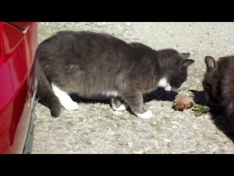 moved and the local cats