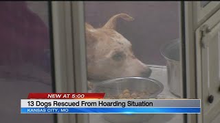Wayside Waifs takes in 13 dogs rescued from hoarder