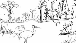 CONSERVATION VIDEO LINK