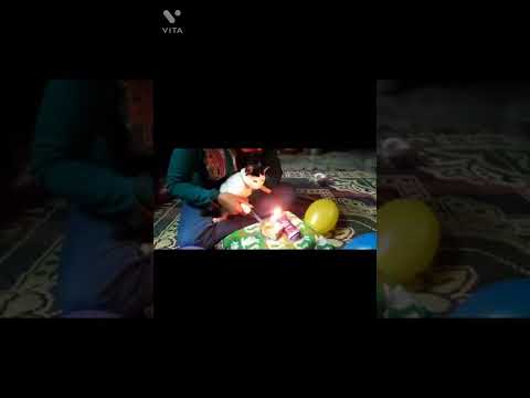 First vlog e ki korlam❓#youtube#youtubechannel #bhagyashree #cat