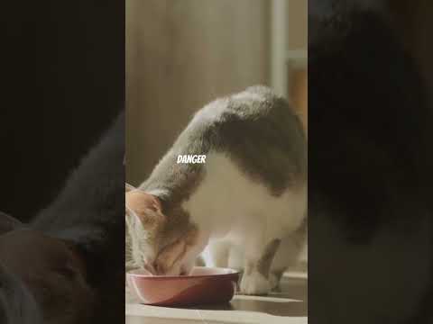 Why Are Cats Terrified of Cucumbers? 🥒😱 The Weird Truth