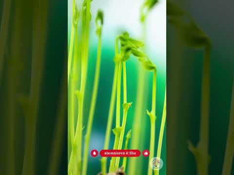 Warum wächst in meinem Beet noch nichts? Der Boden ist schuld (nicht du) - Gartenexpedition #shorts