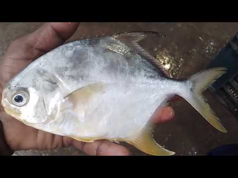 Tamil kalacharm selvakumar