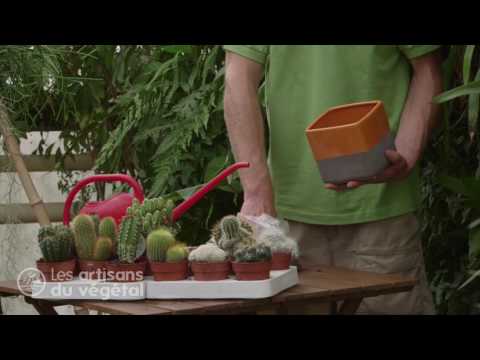 download lagu mp3 mp4 Arrosage Cactus Cierge, download lagu Arrosage Cactus Cierge gratis, unduh video klip Arrosage Cactus Cierge