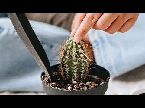 , title : 'HOW TO REPOT A CACTUS LIKE A PRO? | CHOOSING A RIGHT POT'