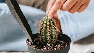 HOW TO REPOT A CACTUS LIKE A PRO? | CHOOSING A RIGHT POT