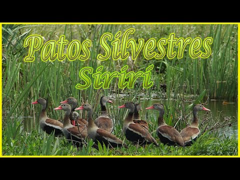 PATOS SALVAJES (suirirí) escapando de tormenta se refugian en granja / PATOS SILVESTRES