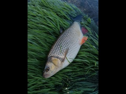 Another great chub fishing Sava river