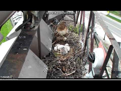 Myszołów rdzawosterny-Ithaca, Nowy Jork