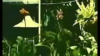 Download lagu Siti Jubaedeh - JAJA MIHARJA - Ost film : ASOI 1977 mp3