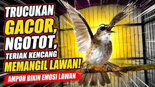 Download lagu Teriakan keras trucukan ini,Sangat ampuh untuk pancingan trucuk Bahan//Trucukan gacor memangil lawan mp3
