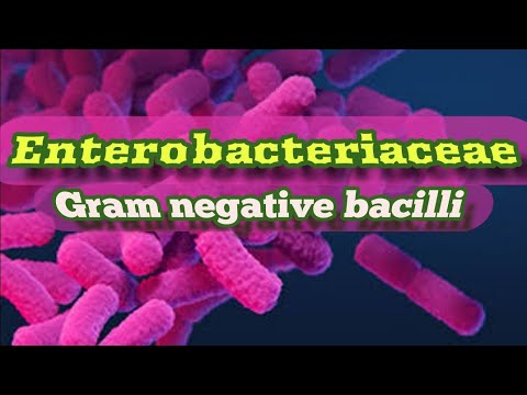 enterobacter sp kenetet férfiakban