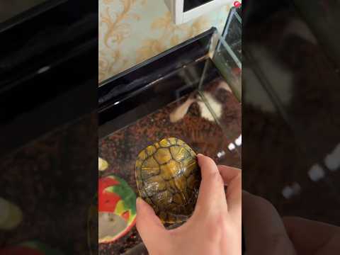 My Chintu Finally Found His Real Home 🐢✨ | A Cute & Funny Little Journey 🏡😅 | #shorts