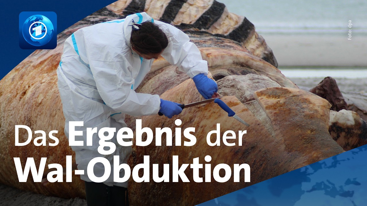 Was mit dem toten Buckelwal nach der Obduktion passieren soll