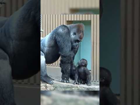 Baby Gorilla Loves His Father 🐵
