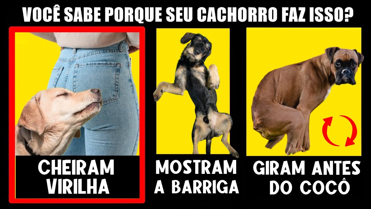10 Comportamentos estranhos dos Cachorros EXPLICADOS – A Verdade Que TODOS precisam saber!