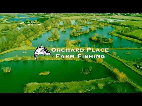 36 Hour Fishing Session Orchard Place Farm Kent (OVER 40 BIG CATFISH AND 4 CARP) 🎣