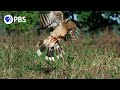 Raptor Vs Deadly Snake
