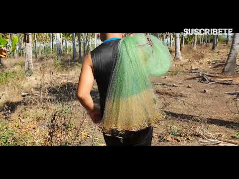 Agarrando CAMARONES  en Playa Dorada No Telo Pierdas
