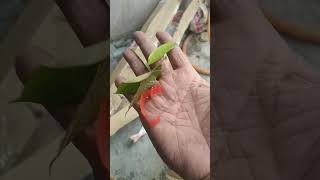 Download lagu beli pokok dekat on9 perkara biasa kalau pokok tidak cantik mp3 Download lagu beli pokok dekat on9 perkara biasa kalau pokok tidak cantik mp3