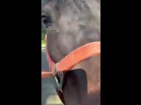 Dream and Aziza on vacation at Dee's house!