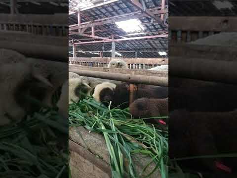 , title : 'MANTAP JIWA!!! domba batur jenis panda super di KENCANA FARM! #shorts #viral #tiktok'