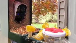 Setting Up Delmoko's Bird Feeder 🕳 🐦 🐦‍⬛ 🦜