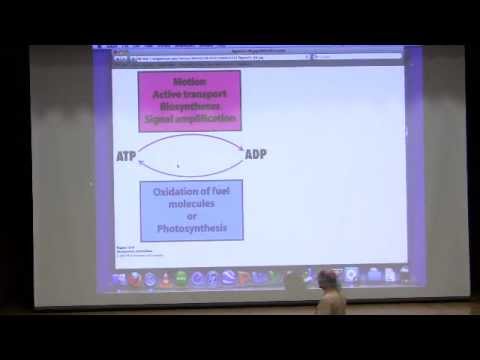 Kevin Ahern's Bite-Sized Biochemistry #20 - Control of Metabolism