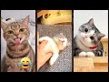 Cat Videos Kitten Meowing Crying CatsInc Ep 3514