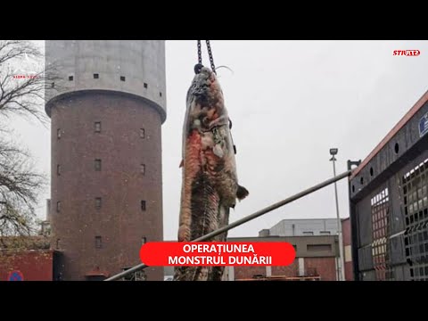 Operațiunea „Monstrul Dunării” s-a declanșat în Austria. Un somn de peste 100 kg, scos cu macaraua