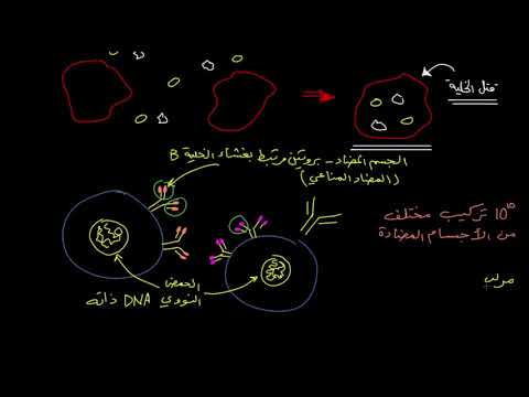 الصف العاشر الأحياء علم الأحياء البشري الخلايا اللمفاوية B