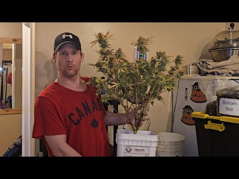 Complete Seed to Harvest Autoflower Grow, Gigawatt Harvest & Dry Weight