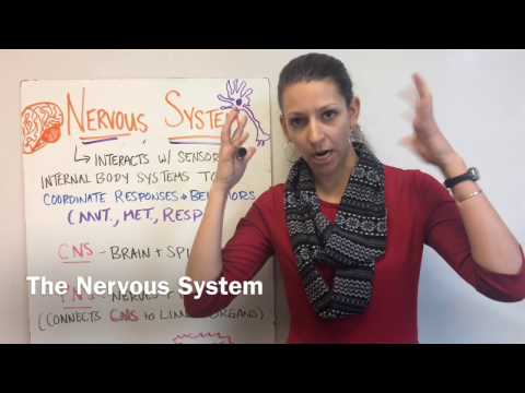 Lasseter AP Bio 30: The Nervous System