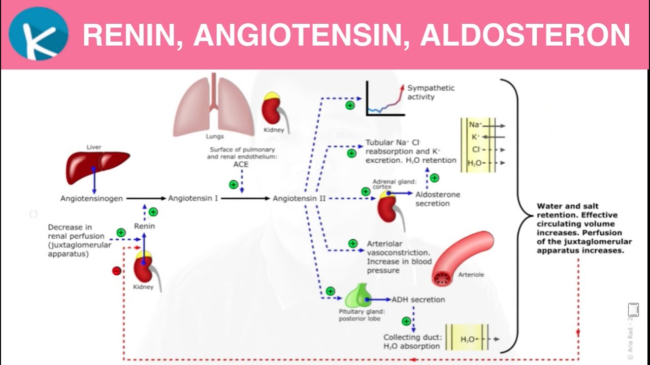 Renin, Angiotensin, Aldosterone (RAAS) - Patofisiologi Hipertensi (6/6)