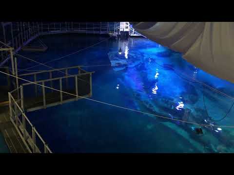 Burgers Ocean achter de schermen: grote haaienbassin van bovenaf gezien